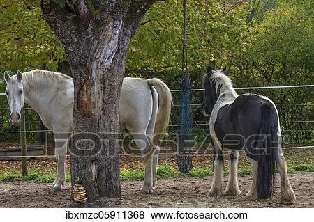White horse and a Piebald pony on a riding stable, Franconia, Bavaria, Germany, Europe View Large Photo Image Stock Photo - White horse and a Piebald pony on a riding stable, Franconia, Bavaria, Germany, Europe. Fotosearch