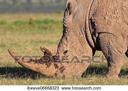 Stock Image - White rhinoceros (Ceratotherium simum), grazing, covered with mud, portrait, Solio Ranch Wildlife Sanctuary, Kenya, Africa. Fotosearch