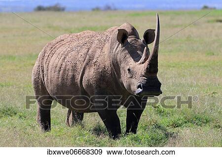 Stock Photo - White rhinoceros (Ceratotherium simum), Solio Ranch Wildlife Sanctuary, Kenya, Africa. Fotosearch