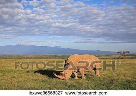 White rhinoceros (Ceratotherium simum), grazing in front of Mount Kenya, Solio Ranch Wildlife Sanctuary, Kenya, Africa View Large Photo Image Stock Photo - White rhinoceros (Ceratotherium simum), grazing in front of Mount Kenya, Solio Ranch Wildlife Sanctuary, Kenya, Africa. Fotosearch