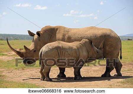 Stock Photograph - White rhinoceros (Ceratotherium simum), mother with young, Solio Ranch Wildlife Sanctuary, Kenya, Africa. Fotosearch