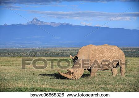 White rhinoceros (Ceratotherium simum), grazing in front of Mount Kenya, Solio Ranch Wildlife Sanctuary, Kenya, Africa View Large Photo Image Stock Photograph - White rhinoceros (Ceratotherium simum), grazing in front of Mount Kenya, Solio Ranch Wildlife Sanctuary, Kenya, Africa. Fotosearch