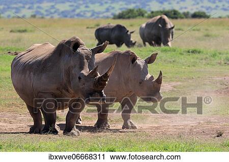 White rhinoceroses (Ceratotherium simum), group, Solio Ranch Wildlife Sanctuary, Kenya, Africa View Large Photo Image Stock Image - White rhinoceroses (Ceratotherium simum), group, Solio Ranch Wildlife Sanctuary, Kenya, Africa. Fotosearch
