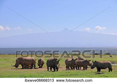 Stock Image - White rhinoceroses (Ceratotherium simum), herd in front of Mount Kenya, Solio Ranch Wildlife Sanctuary, Kenya, Africa. Fotosearch