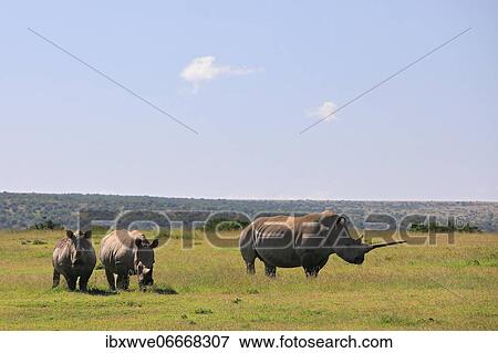 White rhinoceroses (Ceratotherium simum), group, Solio Ranch Wildlife Sanctuary, Kenya, Africa View Large Photo Image Stock Photo - White rhinoceroses (Ceratotherium simum), group, Solio Ranch Wildlife Sanctuary, Kenya, Africa. Fotosearch