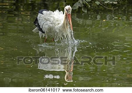 White stork (Ciconia ciconia), bathing, plumage care, Germany, Europe View Large Photo Image Stock Photo - White stork (Ciconia ciconia), bathing, plumage care, Germany, Europe. Fotosearch