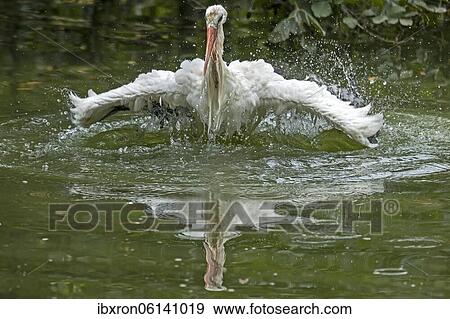 Stock Photo - White stork (Ciconia ciconia), bathing, plumage care, Germany, Europe. Fotosearch