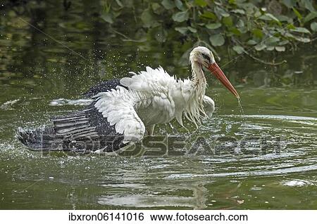 White stork (Ciconia ciconia), bathing, plumage care, Germany, Europe View Large Photo Image Stock Photograph - White stork (Ciconia ciconia), bathing, plumage care, Germany, Europe. Fotosearch