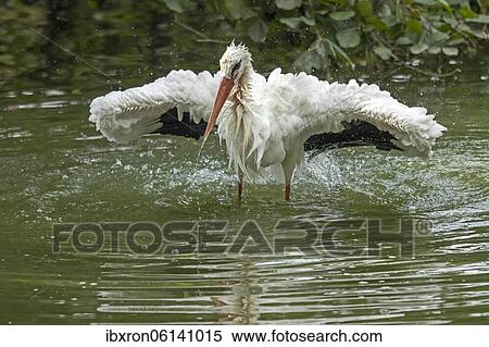 Stock Photography - White stork (Ciconia ciconia), bathing, plumage care, Germany, Europe. Fotosearch