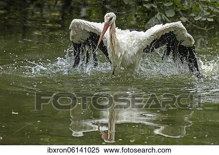 Stock Photography - White stork (Ciconia ciconia), bathing, plumage care, Germany, Europe. Fotosearch