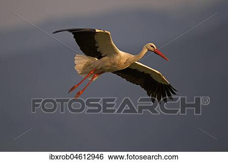 White Stork (Ciconia ciconia) in flight, Extremadura, Spain, Europe View Large Photo Image Stock Photograph - White Stork (Ciconia ciconia) in flight, Extremadura, Spain, Europe. Fotosearch