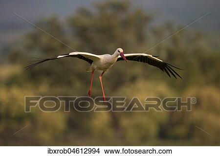 White stork (Ciconia ciconia) approaching, Extremadura, Spain, Europe View Large Photo Image Picture - White stork (Ciconia ciconia) approaching, Extremadura, Spain, Europe. Fotosearch