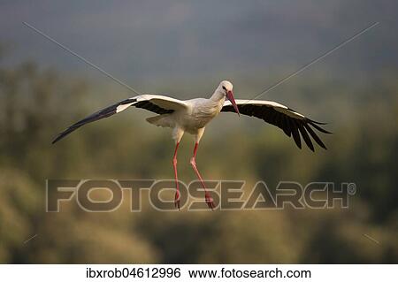Stock Photograph - White stork (Ciconia ciconia) approaching, Extremadura, Spain, Europe. Fotosearch