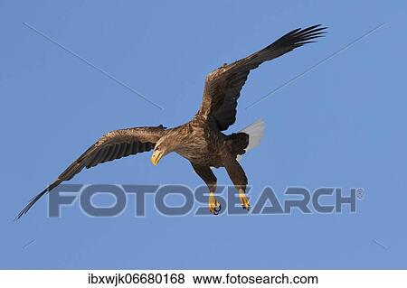 White-tailed eagle (Haliaeetus albicilla) on approach, Akan Crane Center, Kushiro, Hokkaido, Japan, Asia View Large Photo Image Stock Photo - White-tailed eagle (Haliaeetus albicilla) on approach, Akan Crane Center, Kushiro, Hokkaido, Japan, Asia. Fotosearch