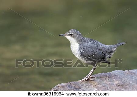 White-throated Dipper (Cinclus cinclus), young bird, sitting on stone, Hesse, Germany, Europe View Large Photo Image Picture - White-throated Dipper (Cinclus cinclus), young bird, sitting on stone, Hesse, Germany, Europe. Fotosearch
