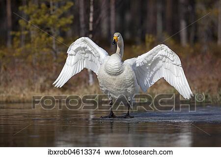 Whooper swan (Cygnus cygnus) standing on ice surface, Kainuu, Finland, Europe View Large Photo Image Picture - Whooper swan (Cygnus cygnus) standing on ice surface, Kainuu, Finland, Europe. Fotosearch