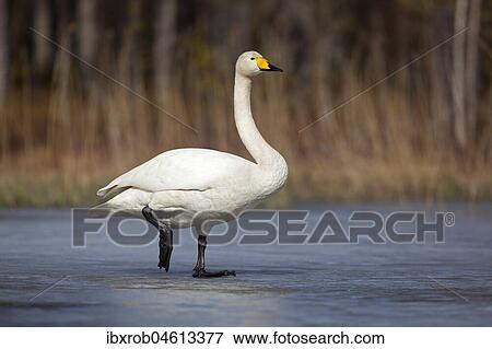 Stock Photo - Whooper swan (Cygnus cygnus) standing on ice surface, Kainuu, Finland, Europe. Fotosearch