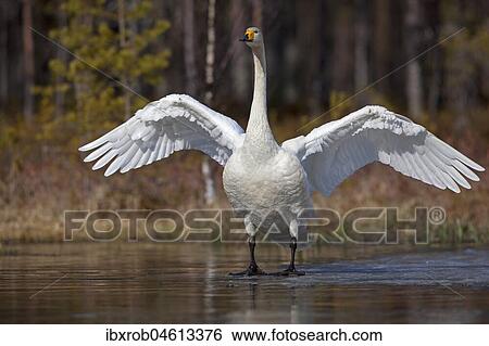 Whooper swan (Cygnus cygnus) standing on ice surface, Kainuu, Finland, Europe View Large Photo Image Stock Photograph - Whooper swan (Cygnus cygnus) standing on ice surface, Kainuu, Finland, Europe. Fotosearch