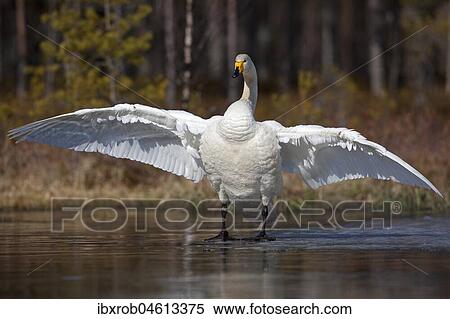Whooper swan (Cygnus cygnus) standing on ice surface, Kainuu, Finland, Europe View Large Photo Image Stock Photography - Whooper swan (Cygnus cygnus) standing on ice surface, Kainuu, Finland, Europe. Fotosearch