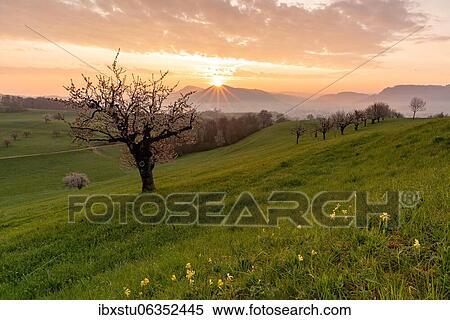 Wild cherry (Prunus avium), cherry tree at sunrise, Fricktal, Aargau, Switzerland, Europe View Large Photo Image Stock Photography - Wild cherry (Prunus avium), cherry tree at sunrise, Fricktal, Aargau, Switzerland, Europe. Fotosearch