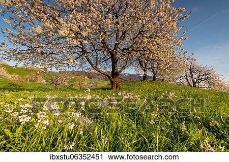 Wild cherry (Prunus avium), flowering cherry trees in an orchard, Schwyz, Switzerland, Europe View Large Photo Image Stock Image - Wild cherry (Prunus avium), flowering cherry trees in an orchard, Schwyz, Switzerland, Europe. Fotosearch