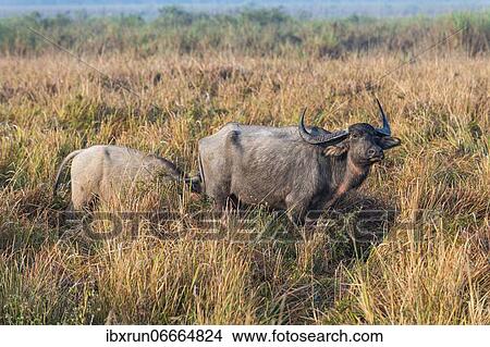 Wild water buffalo (Bubalus arnee) with baby, Unesco world heritage site, Kaziranga National Park, Assam, India, Asia View Large Photo Image Picture - Wild water buffalo (Bubalus arnee) with baby, Unesco world heritage site, Kaziranga National Park, Assam, India, Asia. Fotosearch