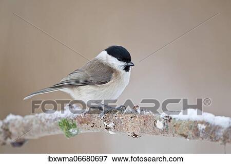 Stock Photo - Willow tit (Parus montanus) on branch with snow, Hesse, Germany, Europe. Fotosearch