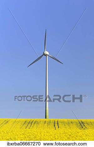 Wind turbine at a blooming rape field (Brassica napus), blue sky, North Rhine-Westphalia, Germany, Europe View Large Photo Image Stock Image - Wind turbine at a blooming rape field (Brassica napus), blue sky, North Rhine-Westphalia, Germany, Europe. Fotosearch