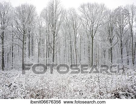 Winter forest, Oberholz, Großpösna near Leipzig, Saxony, Germany, Europe View Large Photo Image Stock Photograph - Winter forest, Oberholz, Großpösna near Leipzig, Saxony, Germany, Europe. Fotosearch
