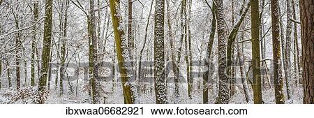 Stock Image - Winter forest, Swabian Alb, Baden-Württemberg, Germany, Europe. Fotosearch