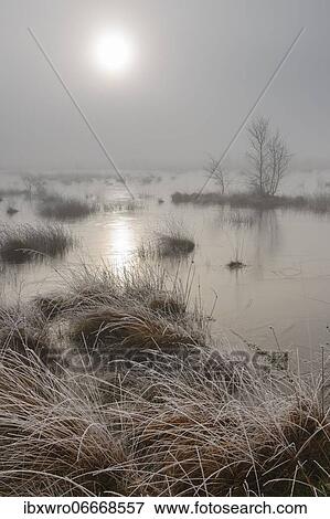 Winter in foggy moor, frost, winter, cold, Goldenstedter Moor, Lower Saxony, Germany, Europe View Large Photo Image Stock Photo - Winter in foggy moor, frost, winter, cold, Goldenstedter Moor, Lower Saxony, Germany, Europe. Fotosearch