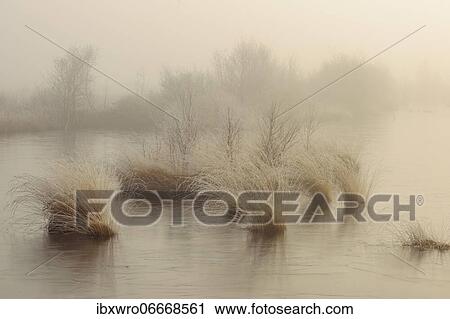 Winter in misty moor, frost, winter, cold, Goldenstedter Moor, Germany, Europe View Large Photo Image Stock Image - Winter in misty moor, frost, winter, cold, Goldenstedter Moor, Germany, Europe. Fotosearch