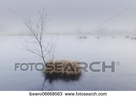 Winter in misty moor, frost, winter, cold, Goldenstedter Moor, Germany, Europe View Large Photo Image Stock Image - Winter in misty moor, frost, winter, cold, Goldenstedter Moor, Germany, Europe. Fotosearch