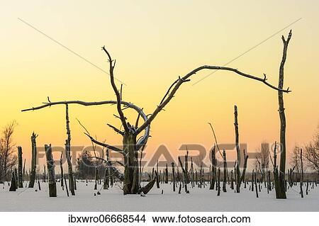 Winter in the moor, dead pine, Goldenstedter Moor, Lower Saxony, Germany, Europe View Large Photo Image Picture - Winter in the moor, dead pine, Goldenstedter Moor, Lower Saxony, Germany, Europe. Fotosearch