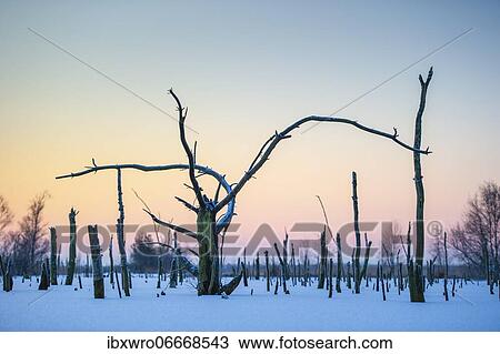 Winter in the moor, dead pine, Goldenstedter Moor, Lower Saxony, Germany, Europe View Large Photo Image Stock Image - Winter in the moor, dead pine, Goldenstedter Moor, Lower Saxony, Germany, Europe. Fotosearch