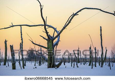 Winter in the moor, dead pine, Goldenstedter Moor, Lower Saxony, Germany, Europe View Large Photo Image Stock Photography - Winter in the moor, dead pine, Goldenstedter Moor, Lower Saxony, Germany, Europe. Fotosearch