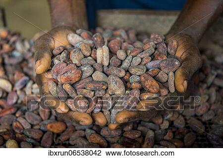 Woman holding cocoa beans in ther hands, Cocoa plantation Roca Aguaize, East coast of Sao Tome, Sao Tome and Principe, Atlantic Ocean, Africa View Large Photo Image Stock Image - Woman holding cocoa beans in ther hands, Cocoa plantation Roca Aguaize, East coast of Sao Tome, Sao Tome and Principe, Atlantic Ocean, Africa. Fotosearch