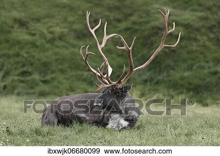 Stock Photo - Woodland caribou (Rangifer tarandus caribou) resting in grass, Kenai Peninsula, Alaska, USA, North America. Fotosearch