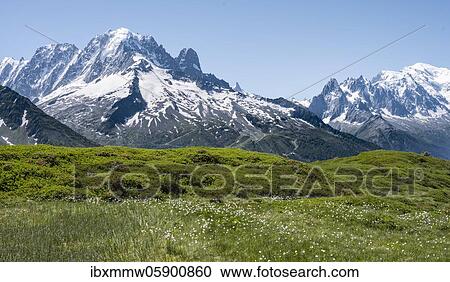 Stock Image - Woolgrass at Aiguillette de Poisettes, left Aiguille Verte, right Aiguille du Midi and Mont Blanc, Chamonix, Haute-Savoie, France, Europe. Fotosearch