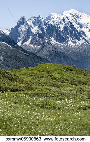 Woolgrass at Aiguillette de Poisettes, behind Aiguille du Midi and Mont Blanc, Chamonix, Haute-Savoie, France, Europe View Large Photo Image Stock Image - Woolgrass at Aiguillette de Poisettes, behind Aiguille du Midi and Mont Blanc, Chamonix, Haute-Savoie, France, Europe. Fotosearch
