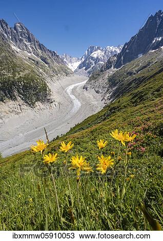 Stock Image - Yellow alpine flowers on the mountainside, glacier tongue Mer de Glace, behind Grandes Jorasses, Mont Blanc massif, Chamonix, France, Europe. Fotosearch