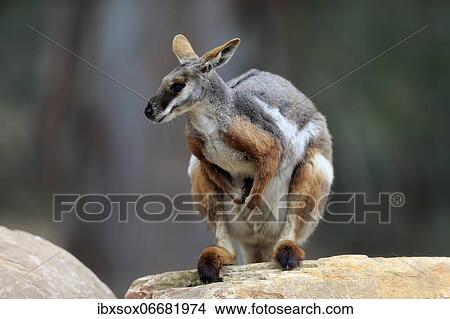 Yellow-footed rock-wallaby (Petrogale xanthopus), adult, on rocks, alert, South Australia, Australia, Oceania View Large Photo Image Picture - Yellow-footed rock-wallaby (Petrogale xanthopus), adult, on rocks, alert, South Australia, Australia, Oceania. Fotosearch
