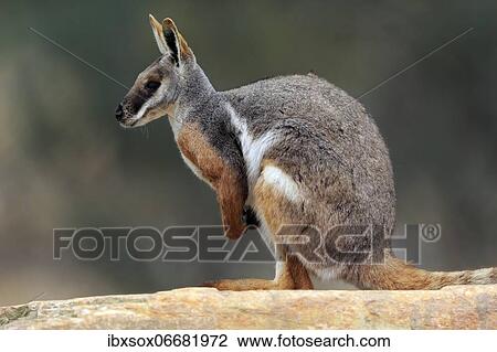 Yellow-footed rock-wallaby (Petrogale xanthopus), adult, on rocks, alert, South Australia, Australia, Oceania View Large Photo Image Stock Image - Yellow-footed rock-wallaby (Petrogale xanthopus), adult, on rocks, alert, South Australia, Australia, Oceania. Fotosearch