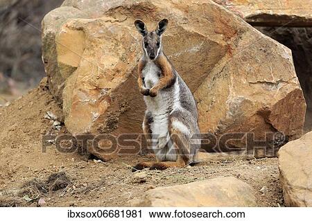 Stock Image - Yellow-footed rock-wallaby (Petrogale xanthopus), adult, standing in front of rocks, alert, South Australia, Australia, Oceania. Fotosearch