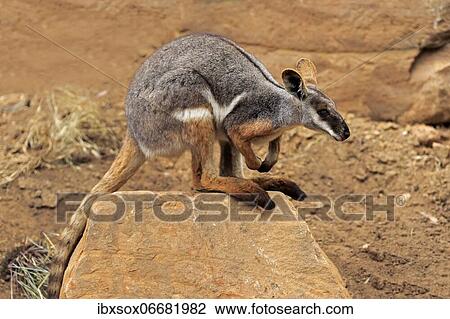 Yellow-footed rock-wallaby (Petrogale xanthopus), adult, perched on rocks, alert, South Australia, Australia, Oceania View Large Photo Image Stock Image - Yellow-footed rock-wallaby (Petrogale xanthopus), adult, perched on rocks, alert, South Australia, Australia, Oceania. Fotosearch