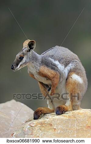 Yellow-footed rock-wallaby (Petrogale xanthopus), adult, rock, alert, South Australia, Australia, Oceania View Large Photo Image Stock Image - Yellow-footed rock-wallaby (Petrogale xanthopus), adult, rock, alert, South Australia, Australia, Oceania. Fotosearch