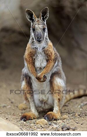 Yellow-footed rock-wallaby (Petrogale xanthopus), adult, rock, alert, South Australia, Australia, Oceania View Large Photo Image Stock Image - Yellow-footed rock-wallaby (Petrogale xanthopus), adult, rock, alert, South Australia, Australia, Oceania. Fotosearch