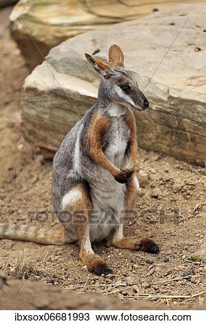Yellow-footed rock-wallaby (Petrogale xanthopus), adult, rock, South Australia, Australia, Oceania View Large Photo Image Stock Image - Yellow-footed rock-wallaby (Petrogale xanthopus), adult, rock, South Australia, Australia, Oceania. Fotosearch