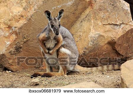 Yellow-footed rock-wallaby (Petrogale xanthopus), adult, rock, alert, South Australia, Australia, Oceania View Large Photo Image Stock Photo - Yellow-footed rock-wallaby (Petrogale xanthopus), adult, rock, alert, South Australia, Australia, Oceania. Fotosearch