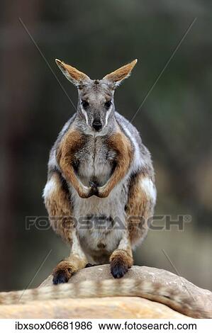 Yellow-footed rock-wallaby (Petrogale xanthopus), adult, rock, alert, South Australia, Australia, Oceania View Large Photo Image Stock Photograph - Yellow-footed rock-wallaby (Petrogale xanthopus), adult, rock, alert, South Australia, Australia, Oceania. Fotosearch